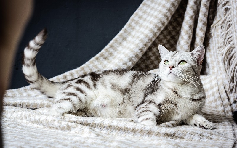 Cómo cuidar a una gata embarazada